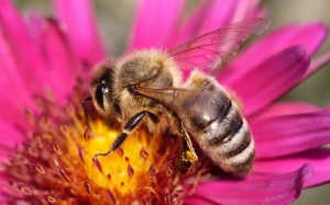 Help save the bees!