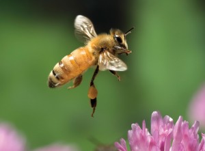 Honey Bee Visiting a Flower